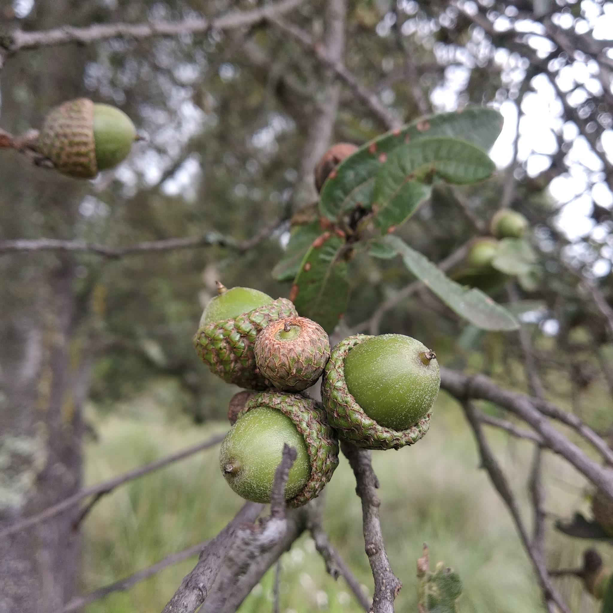 Quercus crassipes